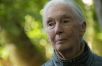 Primatenforscherin Jane Goodall